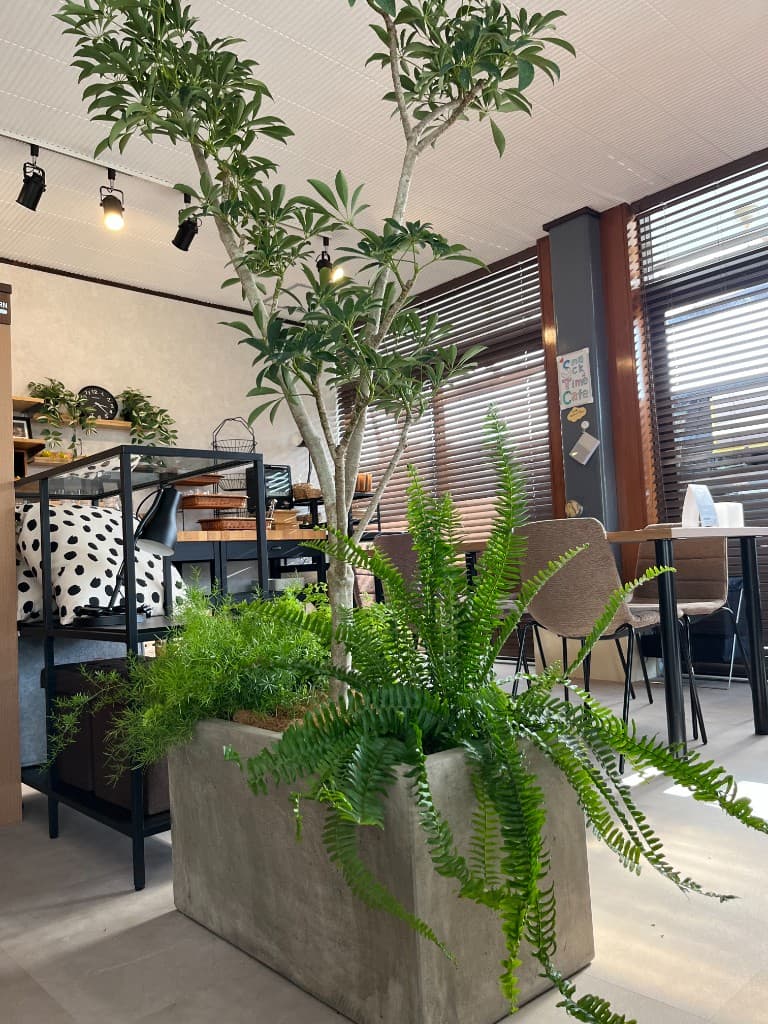 越谷市 Cafe インドアグリーン 店舗装飾